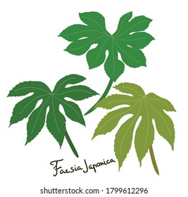 House plant Fatsia japonica, green leaves isolated on white background, vector simple element.

