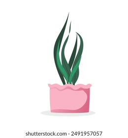 House plant or green flower for interior