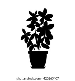 House plant isolated. 