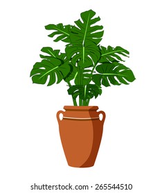 House Plant Isolated With Big Green Leaves Planted In A Amphora On White Background.