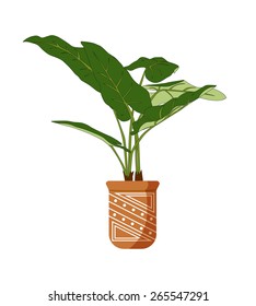 House plant isolated with big green long leaves in two different colors and a terracotta pot decorated with white pattern on white background. 