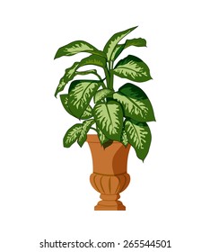 House plant isolated with big leaves in two different green colors planted in a antique plant pot on white background.