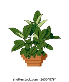 House plant isolated with leaves that vary in shape and size in two different green colors planted in terracotta pot on white background.