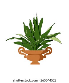 House plant isolated with small and long leaves in two different green colors planted in a antique plant pot on white background.