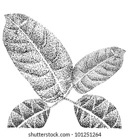  house plant leafs