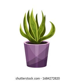 House Plant with Long Pointed Leaves Growing in Pot Vector Illustration