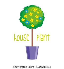 House plant on white background