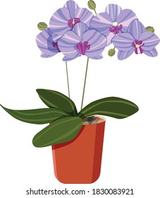 House plant. Orchid in a pot isolated on a white background. Vector illustration