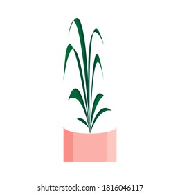 House plant in pink pot on white background. Stylish green flower for home decor. Flat vector illustration.