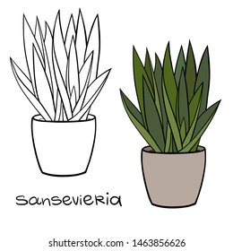 House plant in a planter. Vector outline illustration drawings of coloured indoor plant in a flowerpot isolated on a white background with a handwriting caption. Sansevieria, Snake Plant.