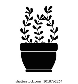 house plant in pot