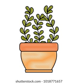 house plant in pot