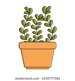 house plant in pot