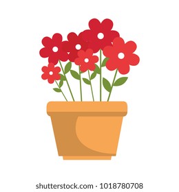 house plant in pot