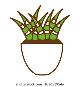 house plant in pot
