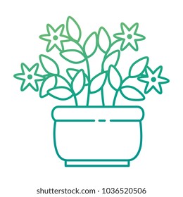 house plant in pot