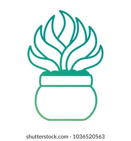 house plant in pot