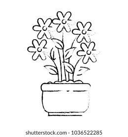 house plant in pot