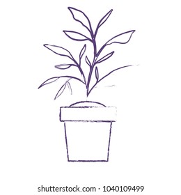 house plant in pot