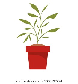 house plant in pot