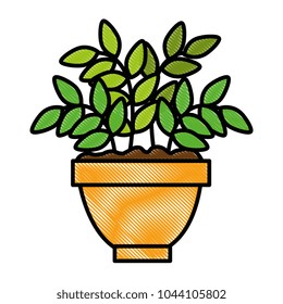 house plant in pot