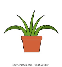 house plant in pot