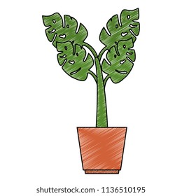 house plant in pot