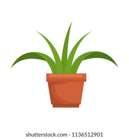 house plant in pot