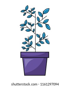 house plant in pot