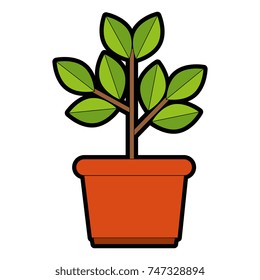 house plant in pot