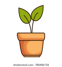 house plant in pot