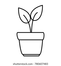 house plant in pot