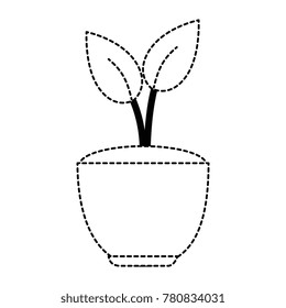house plant in pot