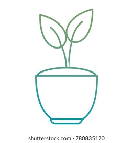 house plant in pot