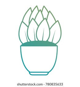 house plant in pot