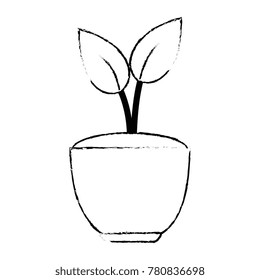 house plant in pot