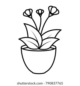 house plant in pot