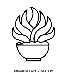 house plant in pot
