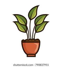 house plant in pot