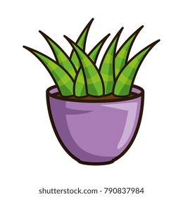 house plant in pot