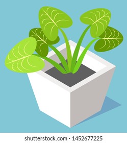 House plant in pot, evergreen leaves and potted flower isolated on blue. Vector 3D illustration of home growing houseplant in white vase flat style design