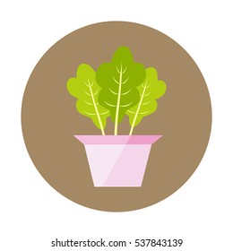 House plant in a pot. Flat design