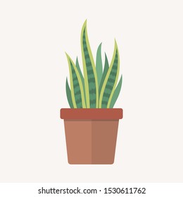 House plant in pot. Tropical leaves