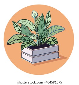 House plant in pot vector icon. Houseplant isolated on white background. Set of pots icons. Indoor, office and house plant in pot.