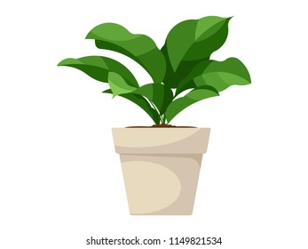 House plant in pot. Vector isolated on white.