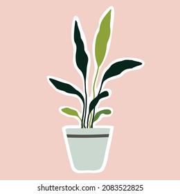 House plant in the pots. Trendy home decor with plants. Vector illustration. Sticker.
