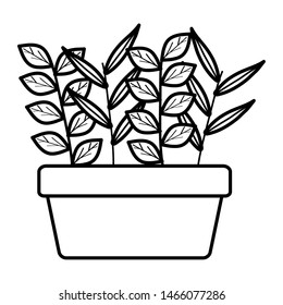 house plant in square ceramic pot