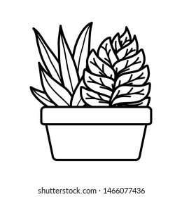 house plant in square ceramic pot