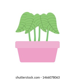 house plant in square ceramic pot