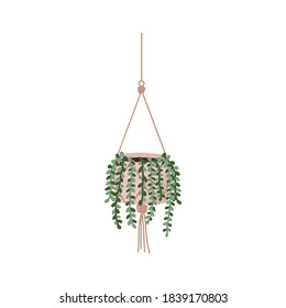 House plant Succulent cactus string of pearls or string of beads with teardrop-shaped leaves hanging in a white pot vector illustration